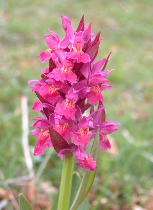 Dactylorhiza sambucina / Orchide sambucina